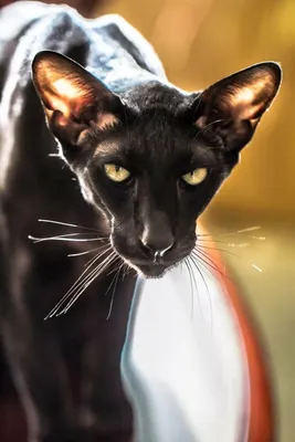 Красивый черный восточный кот Стоковое Изображение - изображение  насчитывающей кот, изолировано: 42798503