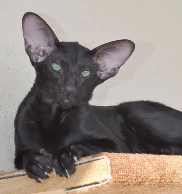 Крупный, чёрный кот ориентал, сидит…» — создано в Шедевруме