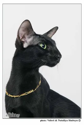 черный кот oriental стоковое изображение. изображение насчитывающей  прелестное - 44856515