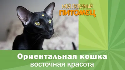 Пропала черная Ориентальная кошка в Московской обл. | Pet911.ru