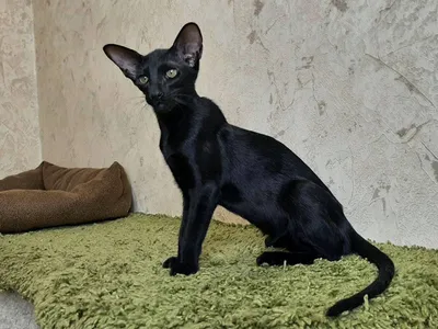 ориентальные кошки | oriental cats (@oridisia_cats) • Instagram photos and  videos