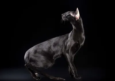 Кот породы ориентал, чёрный окрас…» — создано в Шедевруме