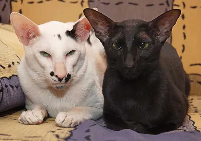 Окрасы ориентальных кошек, фото, черная кошка, белая, гавана, шоколадная,  мраморная, рыжая | Кошки - кто они?