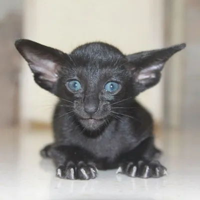 Кот ориентал черный с синими …» — создано в Шедевруме