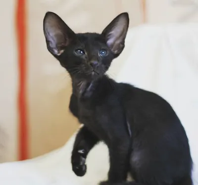 Francesca Dixie Catori - ориентальная кошка, окрас черный, фотографии в  марте-апреле 2012 г.
