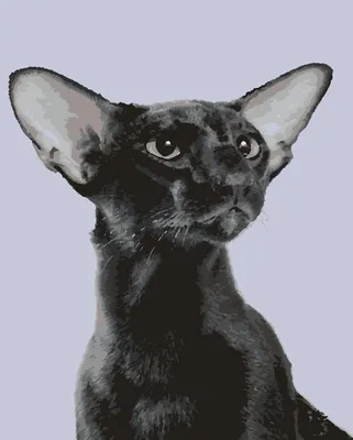 Кот Ориентал белый (28 фото) | Котопес, Кот, Балинезийская кошка