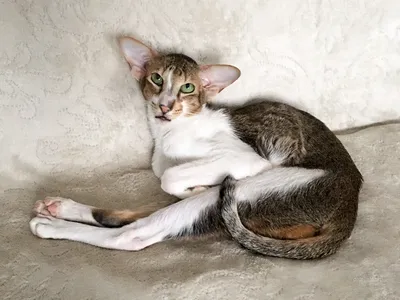 Ориентальная кошка – ласковый домашний инопланетянин. Описание и фото  породы ориентал