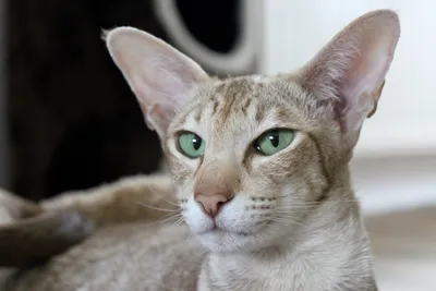 Прошу помощи в приобретении ориентального кота | Пикабу
