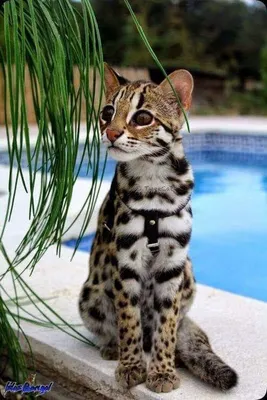 ZooMisto on X: \"Оцелот. Один из красивейших диких котов. #zoomisto  #zoomistocomua #интернетмагазин #зоомагазин #животные #кот #оцелот  #дикийкот Инетернет-зоомагазин ZooMisto - https://t.co/ndJleowzRp  https://t.co/jPAfaSno40\" / X