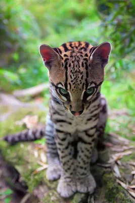 Wiki Nature - Оцелот — дикая кошка. Оцелот, известный также как карликовый  леопард, обитает в Южной, Центральной Америке и Мексике. Предпочитает  тропические леса, мангровые болота и саванны, избегая открытых пространств.  Оцелот –
