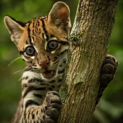 Самый красивый леопард Оцелот. | Самые красивые животные в мире. | Дзен