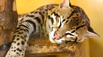 Леопардовый кот в природе - 71 фото
