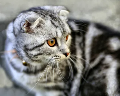 Кот оцелот - 59 фото