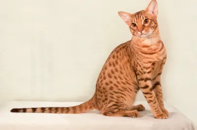 Оцикет: 🐈 фото кошки, цена, описание, характер породы