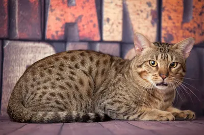 Порода кошек оцикет: фото, плюсы и минусы, описание характера, здоровья и  болезней, цены на котят | Pro-Animal.ru