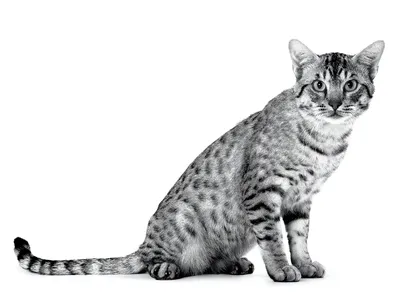 Бенгальская порода кошек: характер, особенности, внешность