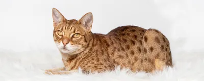 Оцикет - описание породы кошек: характер, особенности поведения, размер,  отзывы и фото - Питомцы Mail.ru