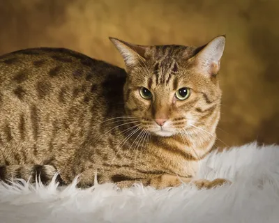 Оцикет - маленький кот, который напоминает южноамериканского дикого кота  Оцелота, однако, это домашнее животное. Порода любит гулять на поводке, а  также их можно научить некоторым несложным командам.