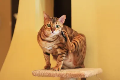 Оцикет: описание породы кошек и уход