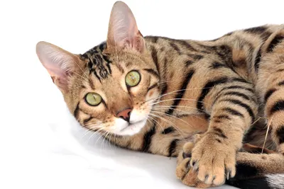 Порода кошек оцикет: фото, плюсы и минусы, описание характера, здоровья и  болезней, цены на котят | Pro-Animal.ru