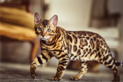Найден кот Метис бенгальской породы Москва, бенгальская, коричневый.. №71697