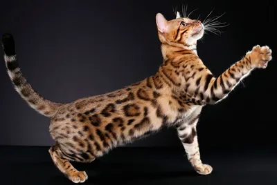 Оцикет - описание породы кошек: характер, особенности поведения, размер,  отзывы и фото - Питомцы Mail.ru