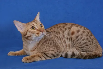 бенгальская кошка кошки бенгальский кот кот бенгал минилеопард домашние  животные дикая кошка | Бенгальский кот, Бенгальская кошка, Кошки