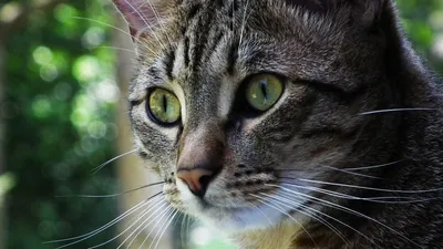Кошка оцикет (ocicat): описание внешности и характера, уход за питомцем и  его содержание, выбор котёнка, отзывы владельцев, фото кота