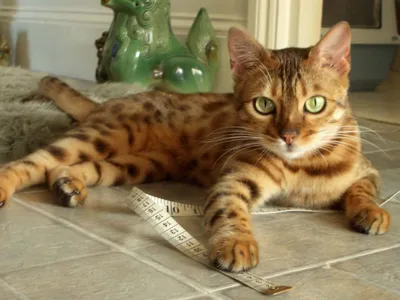 Питомник бенгальских кошек \"Golden Leopard\"
