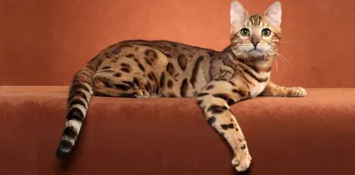 Оцикет - фото и описание породы кошек (характер, уход и кормление)
