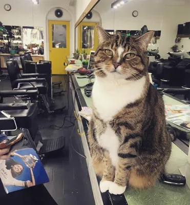 Кот парикмахер» — создано в Шедевруме