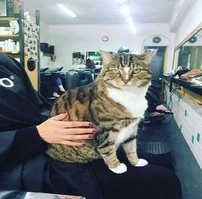 парикмахер. недовольный красный кот и мехотворитель в руке Стоковое Фото -  изображение насчитывающей портрет, отечественно: 253094384