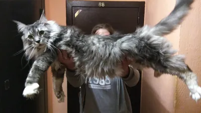 Самый крупный кот - 71 фото