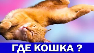 Кот воли - картинки и фото koshka.top