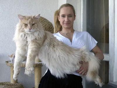 Мейн кун взрослого кота рядом с человеком - картинки и фото koshka.top