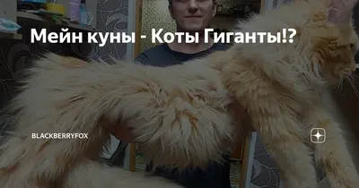 Натали Киселеве - Услуги для животных, Другое, Стрижка животных, Барнаул на  Яндекс Услуги