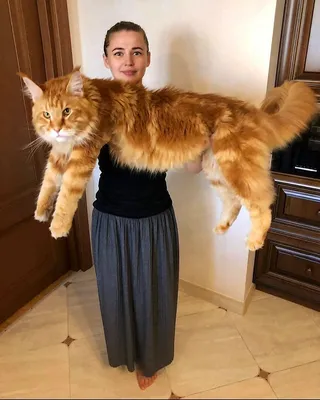 Самый большой кот (59 лучших фото)