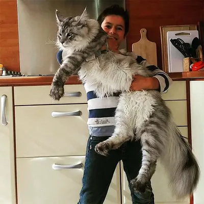 Самый длинный кот - 76 фото
