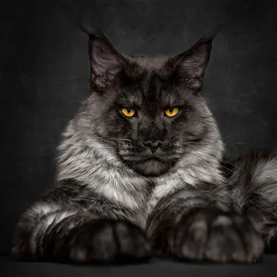Фото Павла Воли с котом - крутые картинки