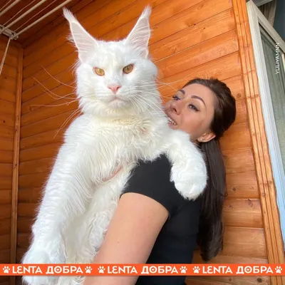 Порода кошек мейн кун с человеком - картинки и фото koshka.top