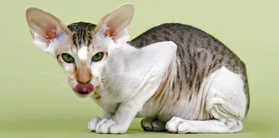 Петерболд - фото и описание породы кошек (характер, уход и кормление)