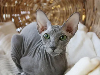 Петерболд: все о 🐈 кошке, фото, описание породы и характер
