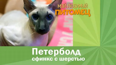 Петерболд кот, Природа 3D модель для ЧПУ: STL / MAX (obj)