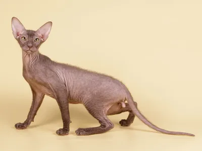 Animals - Петерболд кот, 3DANL_18172 | 3D модель для ЧПУ станка
