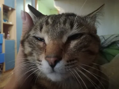 Кошки тоже плачут | Пикабу