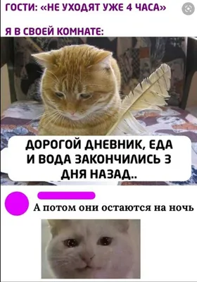 Хозяйка оставила кота одного дома и он расплакался: видео растрогает любого  - 19.02.2021, Sputnik Таджикистан