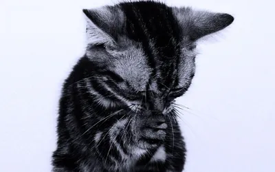 Картина по номерам ЖПН на холсте с подрамником \"Толстый кот плачет\"  Раскраска, 40х40 см, Животные - купить с доставкой по выгодным ценам в  интернет-магазине OZON (1248691518)