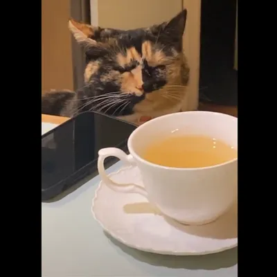 Как видео, где рыжий кот ест ветчину и плачет, стало мемом о еде перед сном