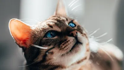 Интересные факты о кошках - факты о котах, которых вы не знали - фото