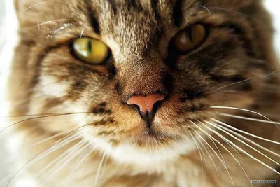 Истинный аристократ: 10 интересных фактов о британской кошке | Высоцкая Life